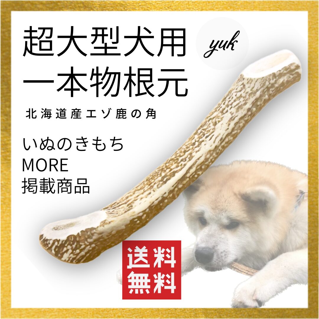 超大型犬用　一本物根元